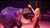 Proteste della Lav contro il Circo Orfei: gli animali in primo piano